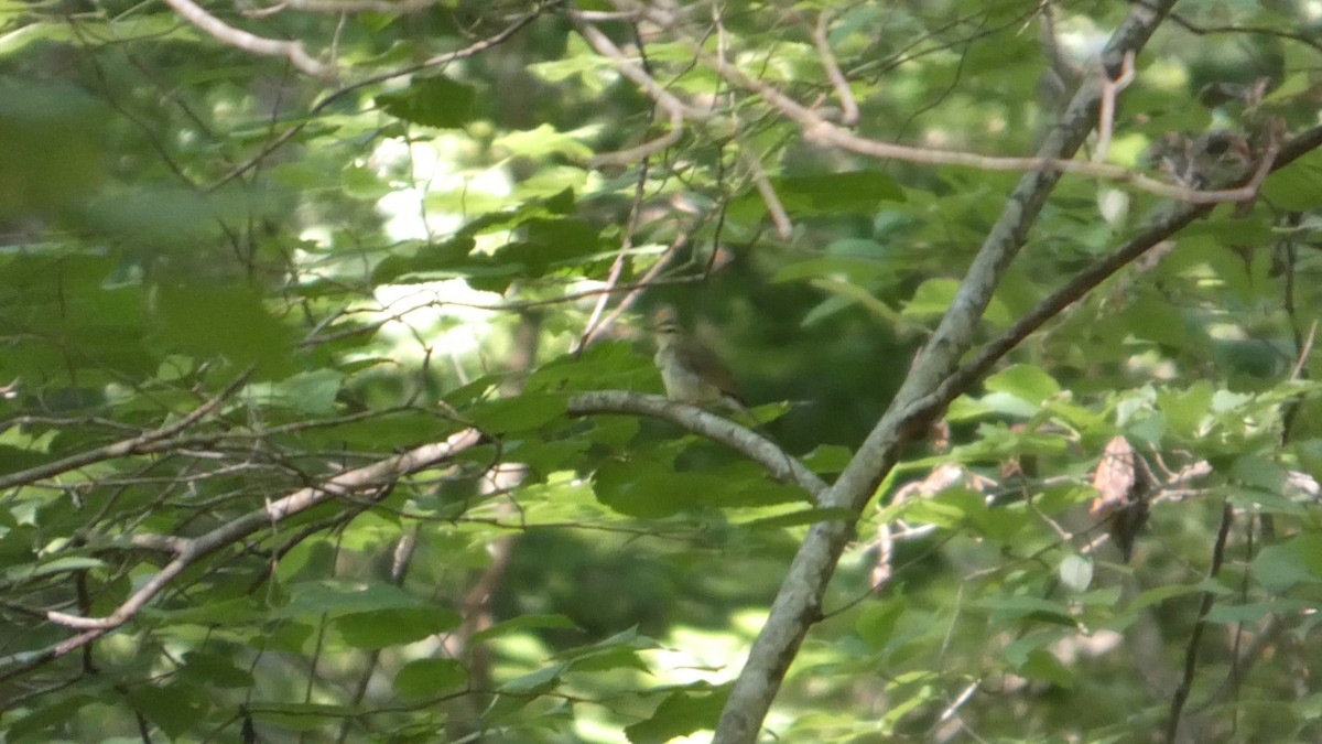 Swainson's Warbler - ML638515239