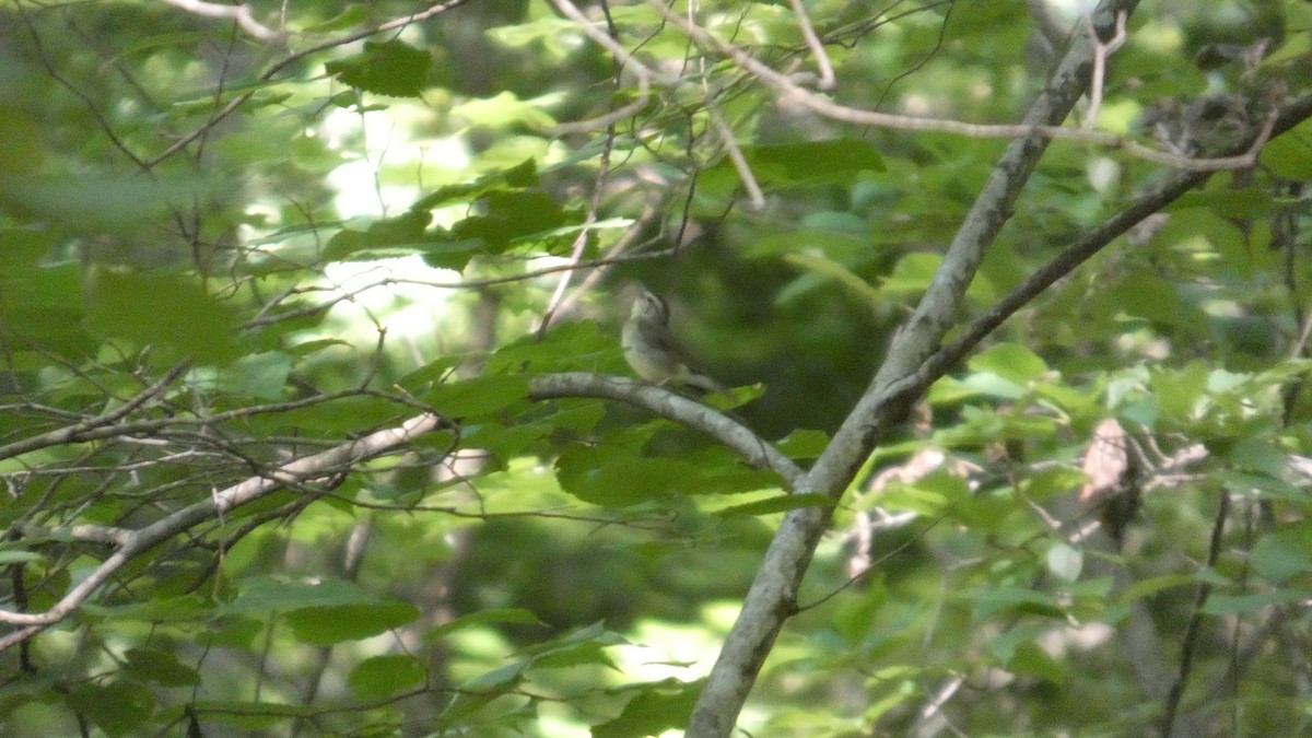 Swainson's Warbler - ML638515240