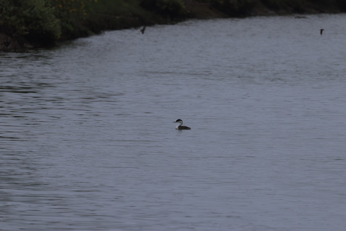 Western Grebe - ML638515259