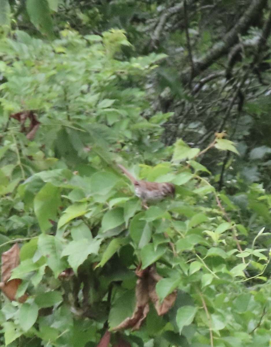 Song Sparrow - ML638515261