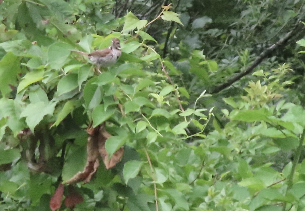 Song Sparrow - ML638515262