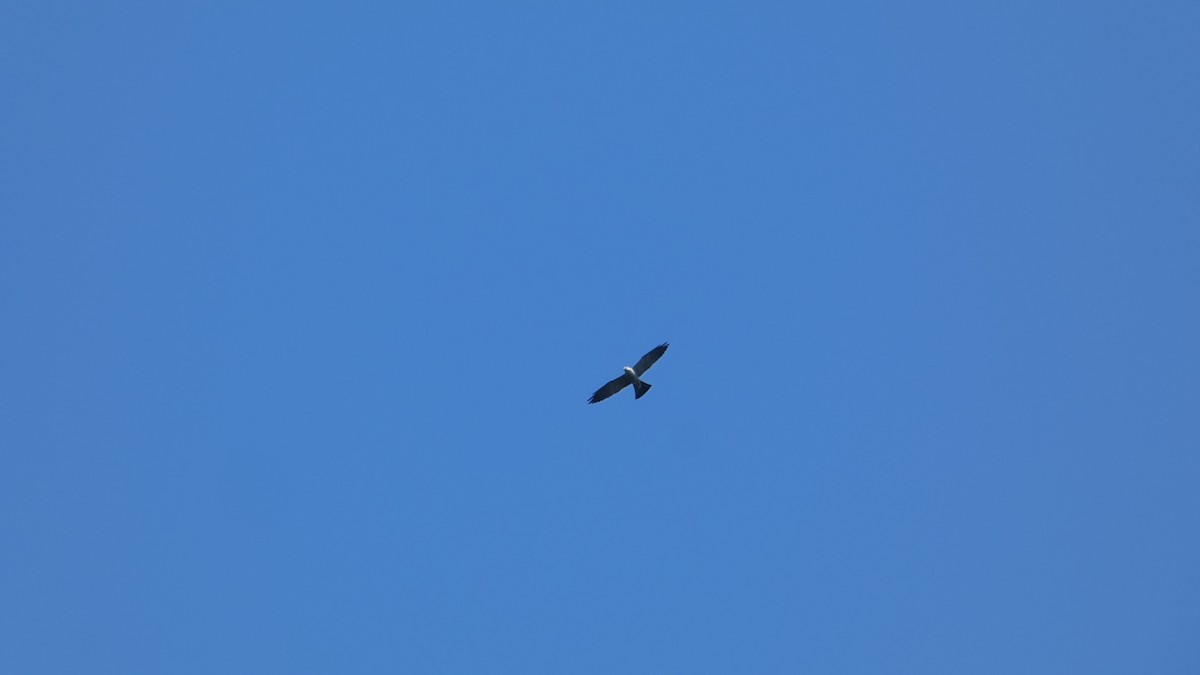 Mississippi Kite - ML638515277