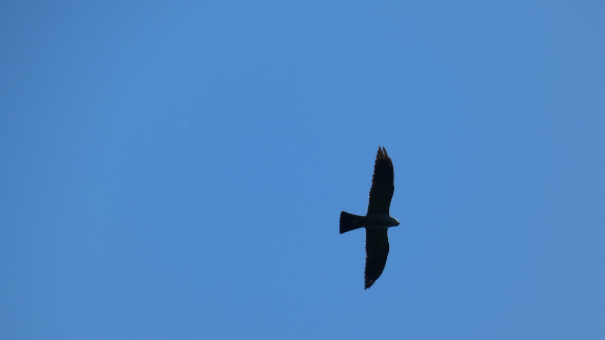 Mississippi Kite - ML638515278