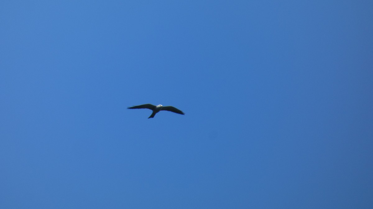 Mississippi Kite - ML638515279