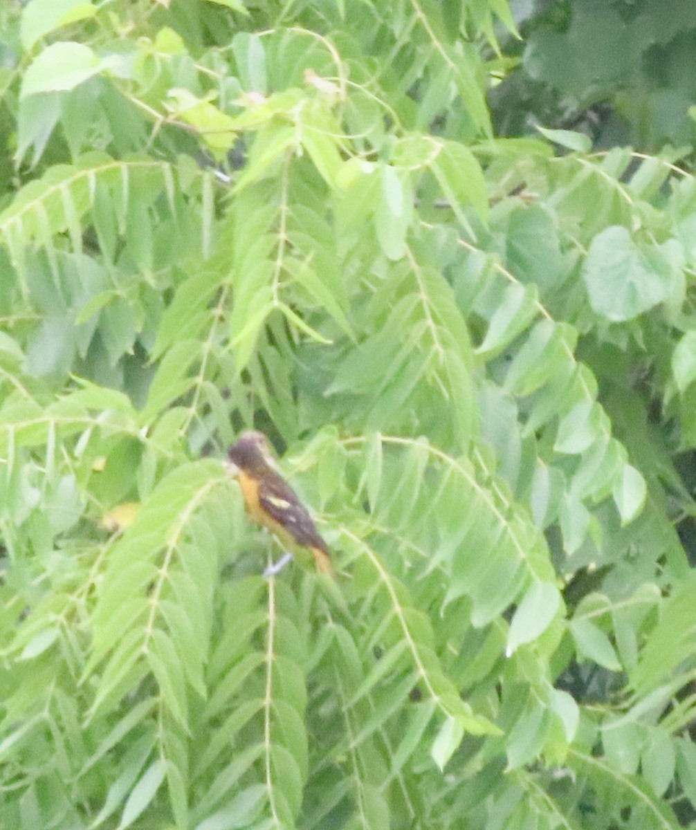 Baltimore Oriole - ML638515282