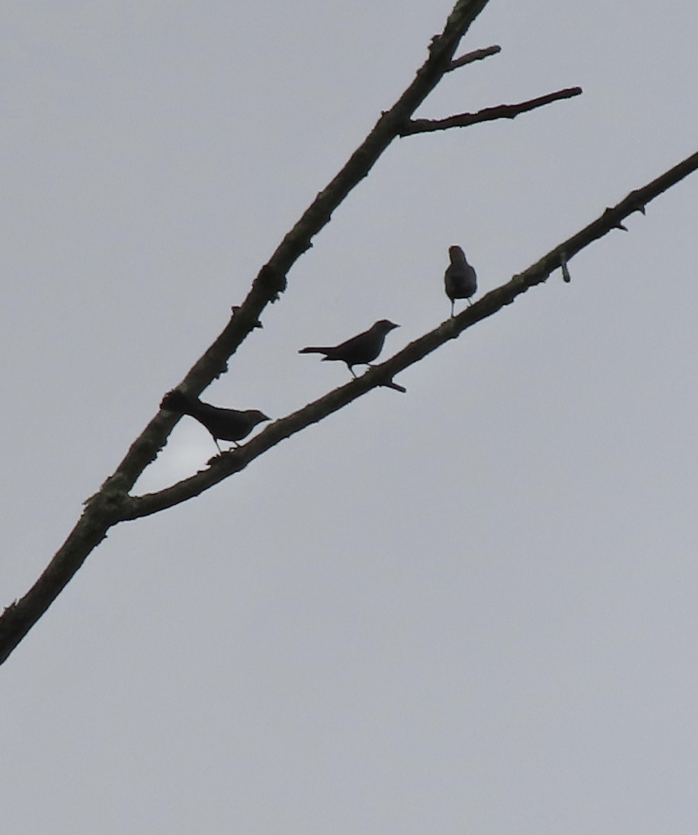 Brown-headed Cowbird - ML638515292