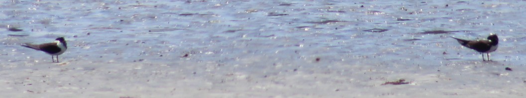 Black Skimmer - ML638515297