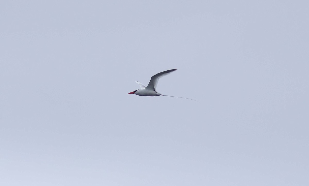 Red-billed Tropicbird - ML638515348