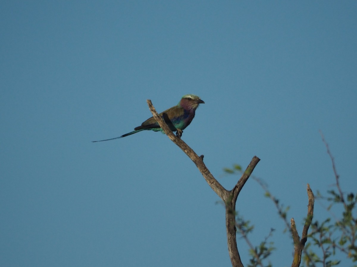 Lilac-breasted Roller - ML638515364