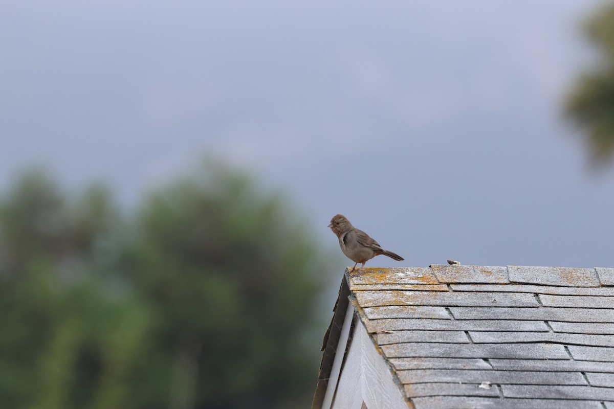 California Towhee - ML638515369