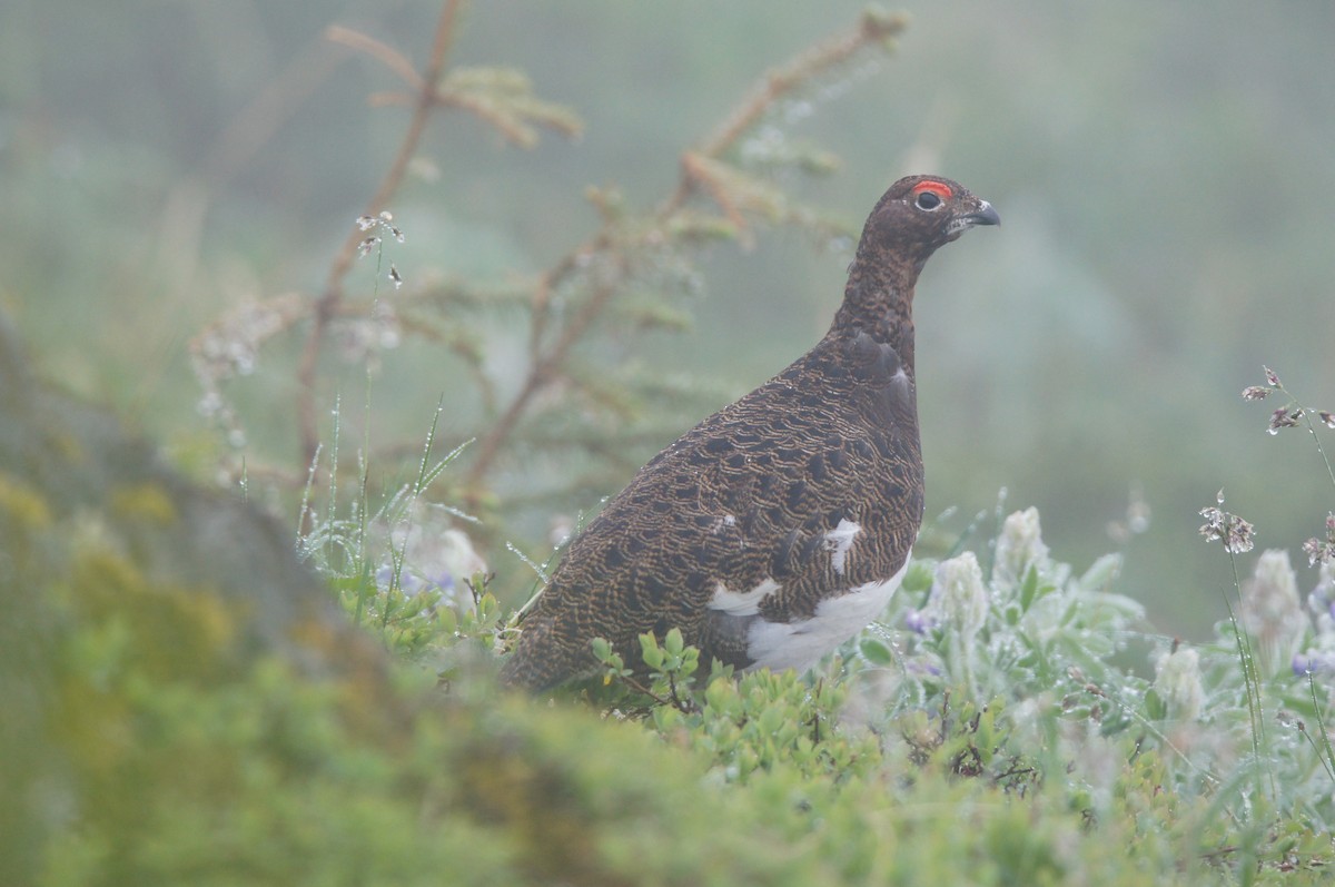 Willow Ptarmigan - ML638515407