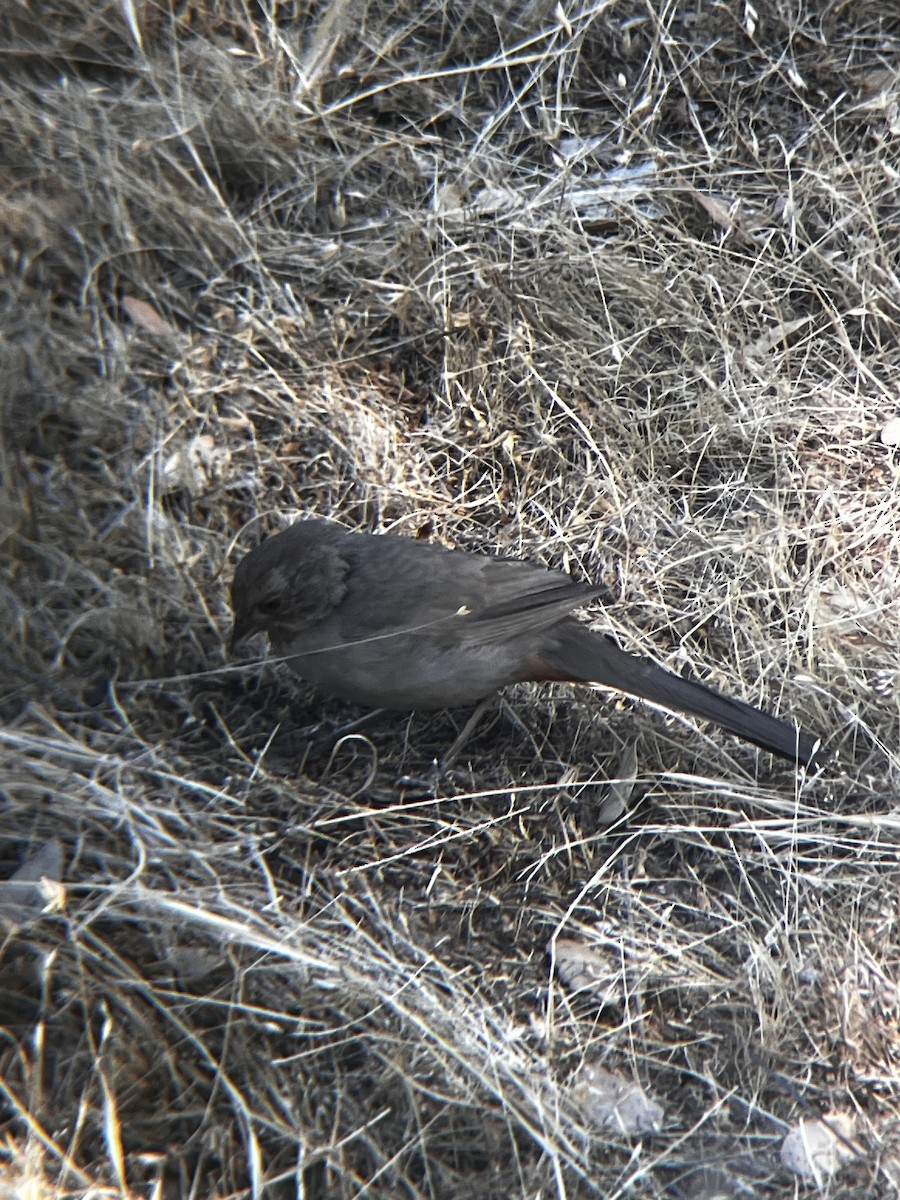 California Towhee - ML638515412