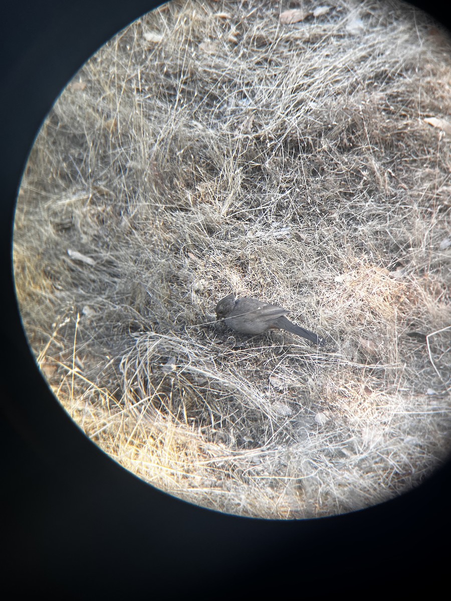 California Towhee - ML638515413
