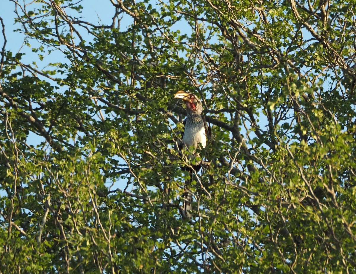 Southern Yellow-billed Hornbill - ML638515420