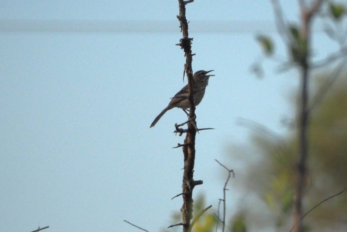 White-browed Scrub-Robin - ML638515477