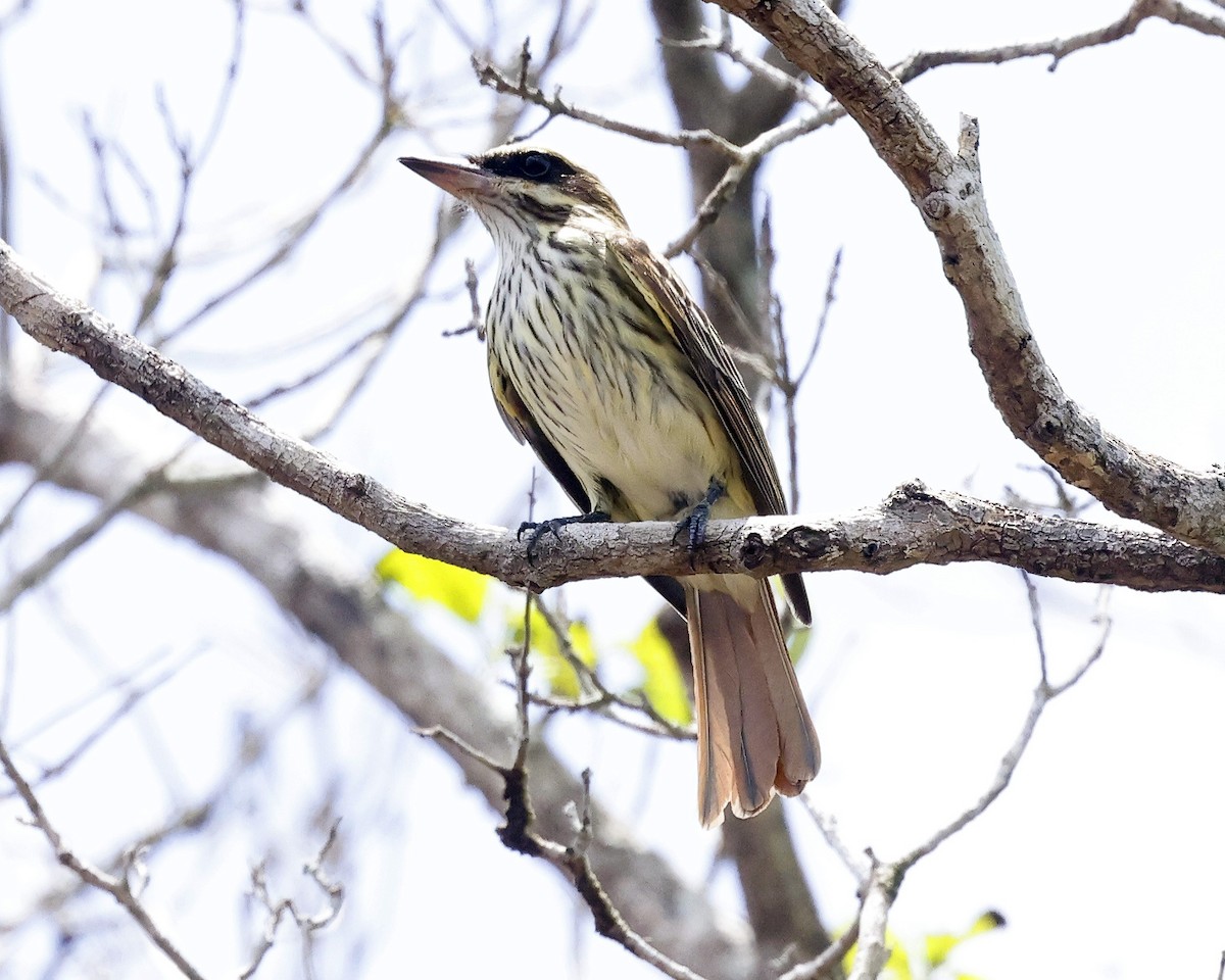 Streaked Flycatcher - ML638515479