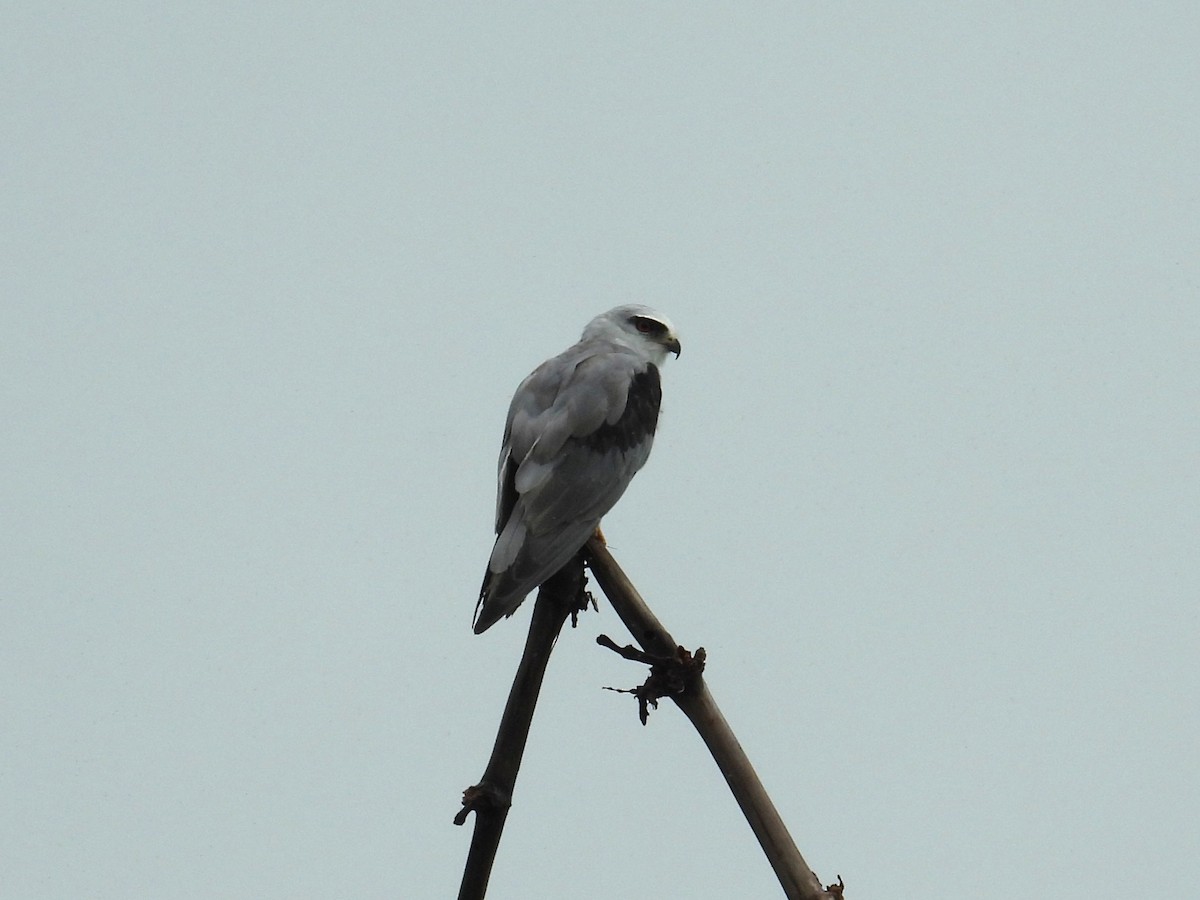 Black-winged Kite - ML638515520
