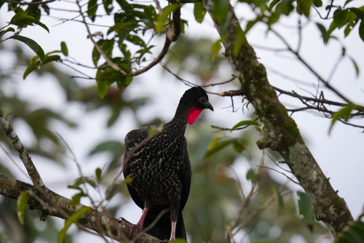 Crested Guan - ML638515529
