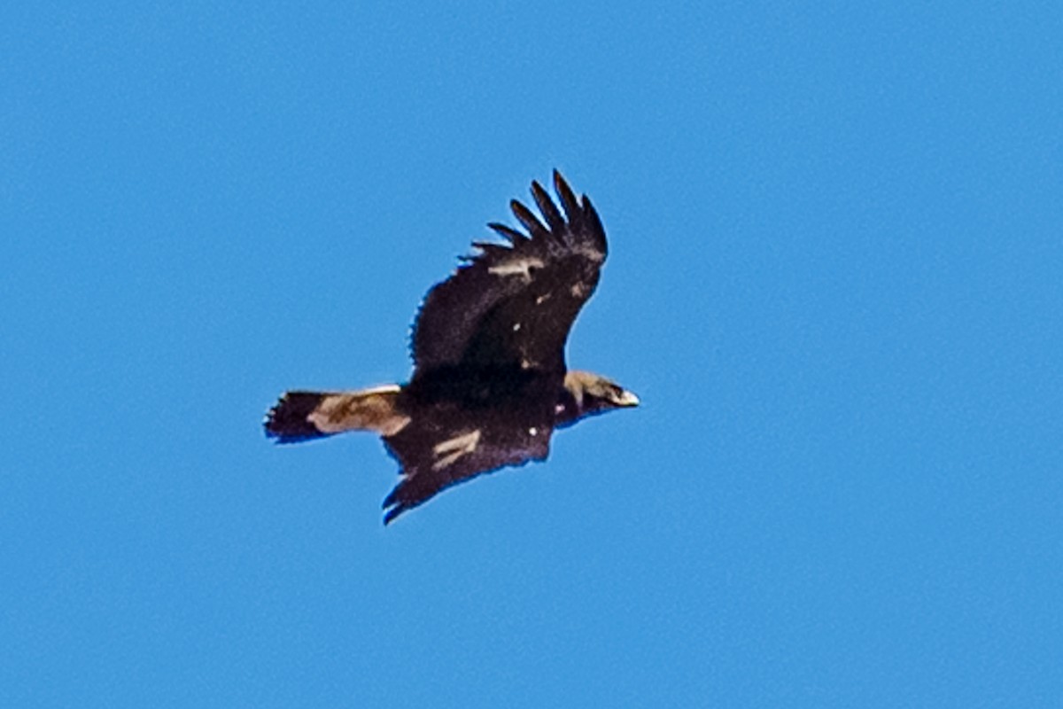 Golden Eagle - ML638515540