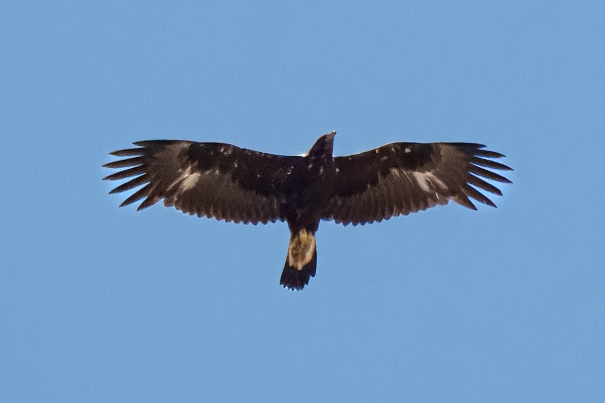 Golden Eagle - ML638515541
