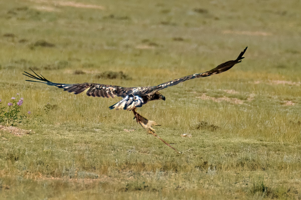 Bald Eagle - ML638515546