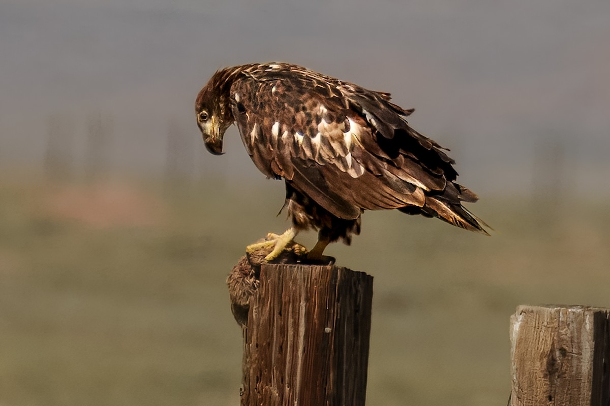Bald Eagle - ML638515547