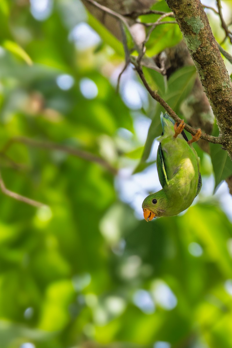 Vernal Hanging-Parrot - ML638515549