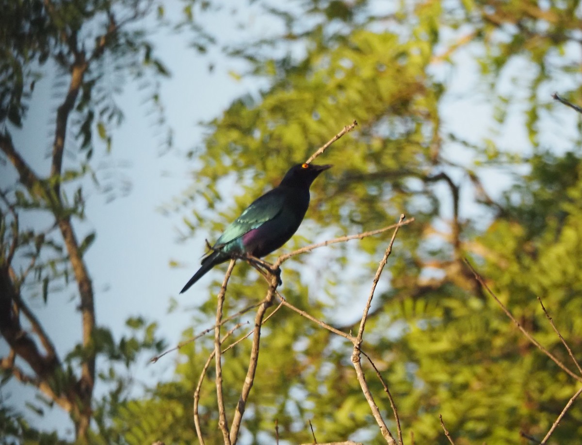 Greater Blue-eared Starling - ML638515576