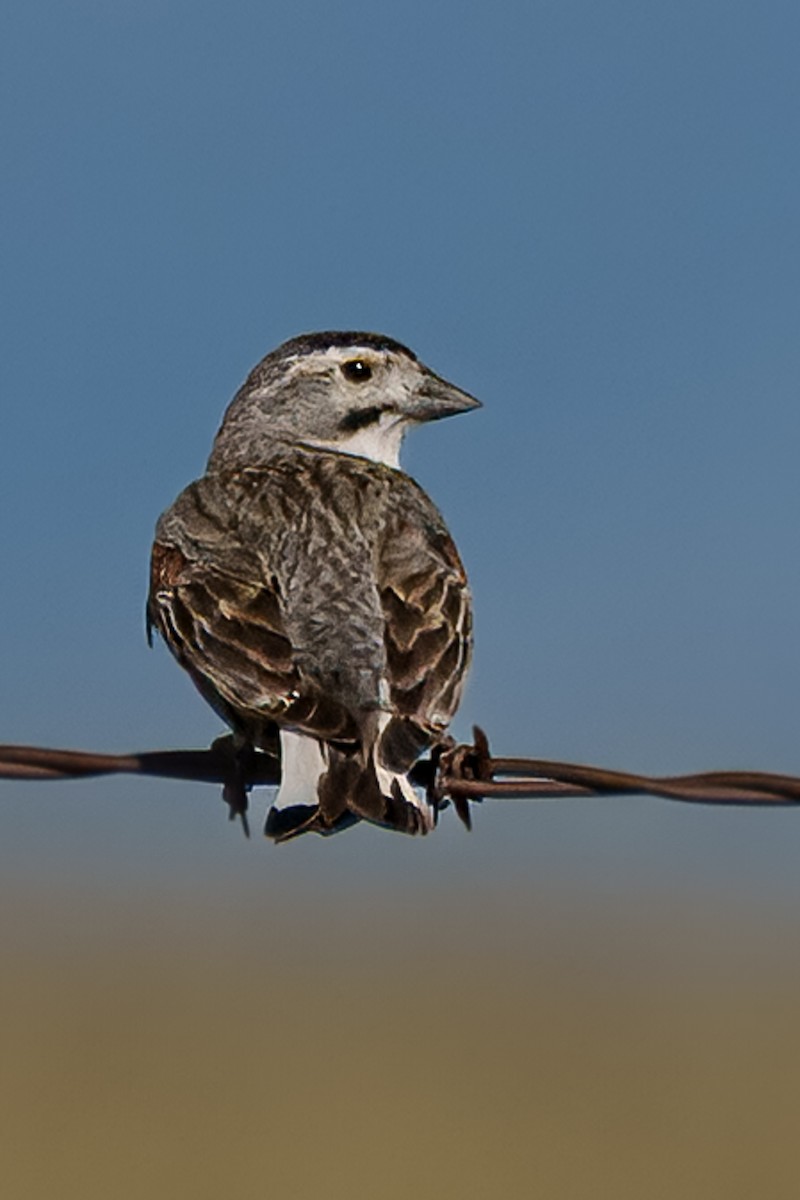 Thick-billed Longspur - ML638515589