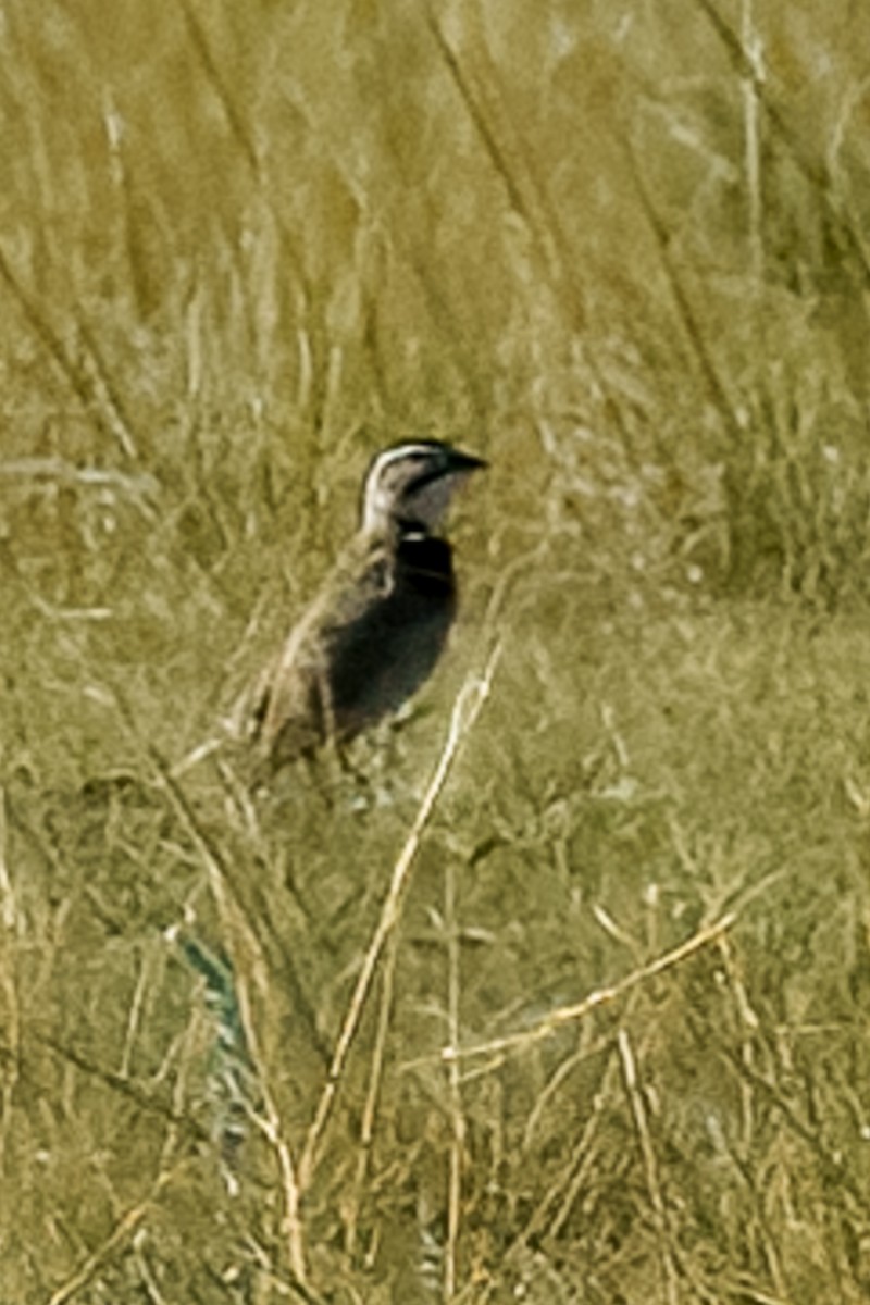 Thick-billed Longspur - ML638515591
