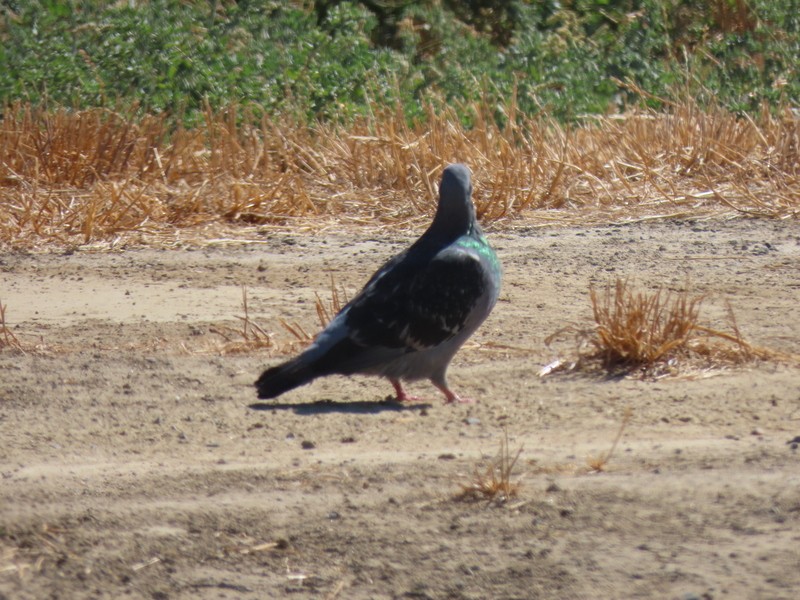 Rock Pigeon (Feral Pigeon) - ML638515643
