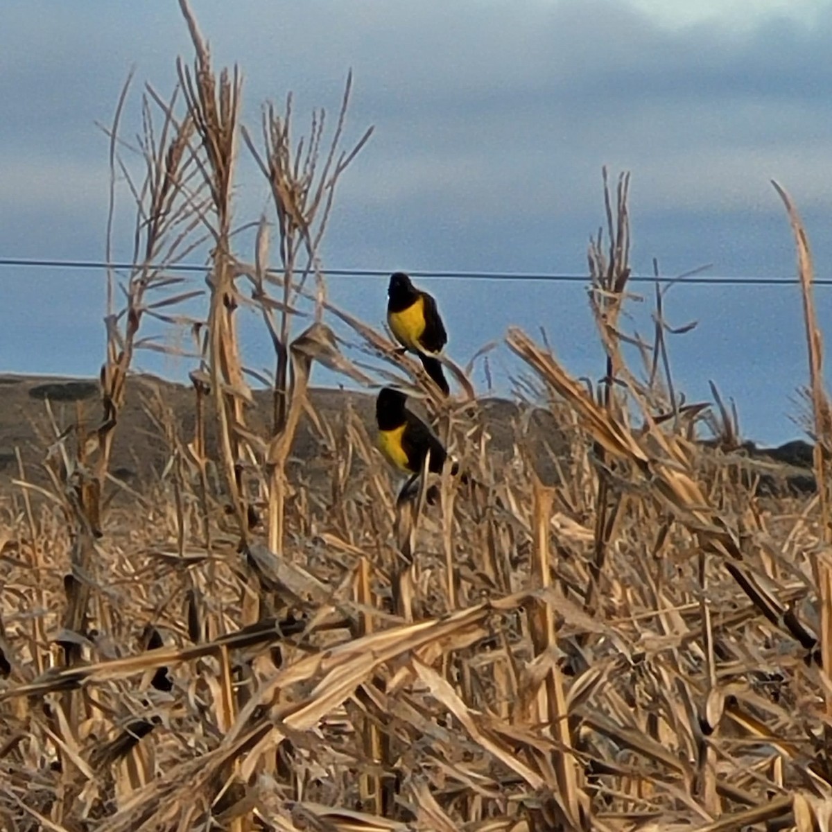 Brown-and-yellow Marshbird - ML638515681