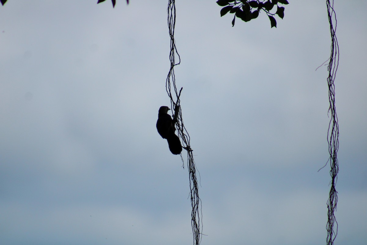 Great-tailed Grackle - ML638515731
