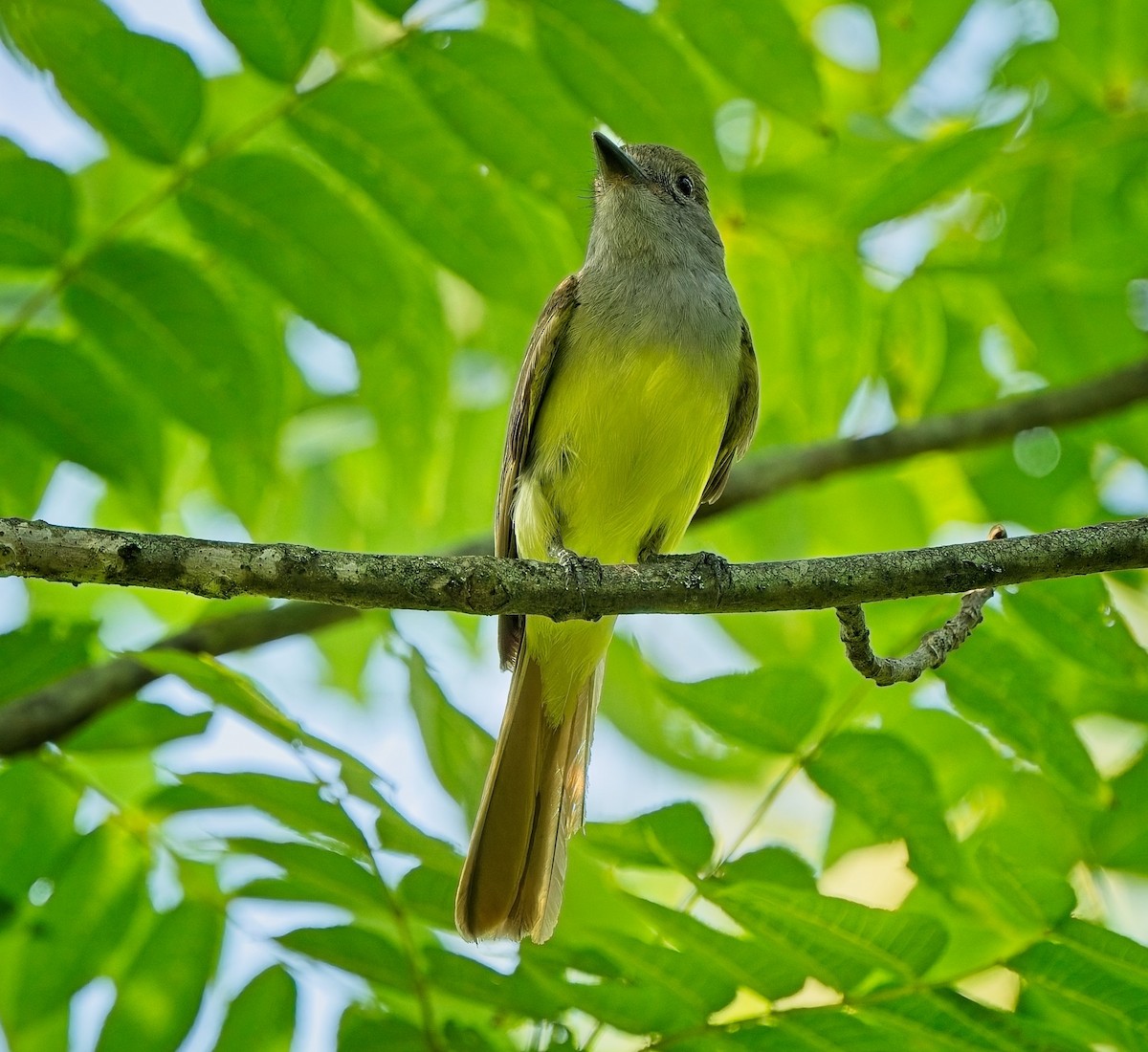 Great Crested Flycatcher - ML638515748