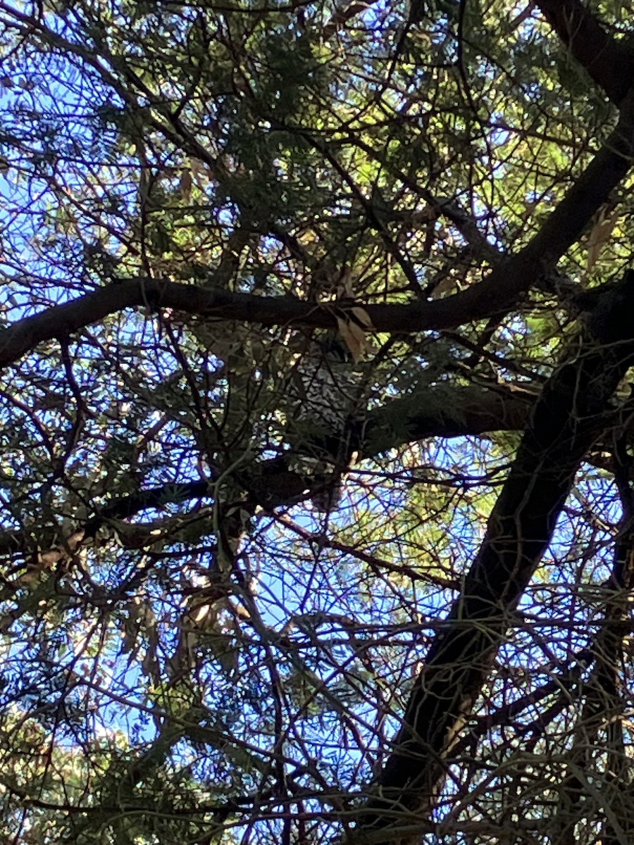 Powerful Owl - ML638515750