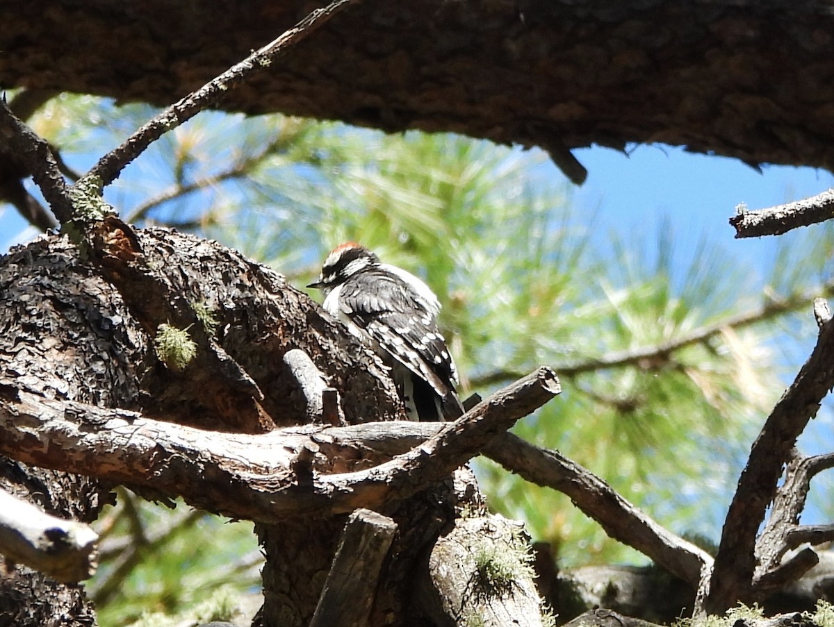 Downy Woodpecker - ML638515755