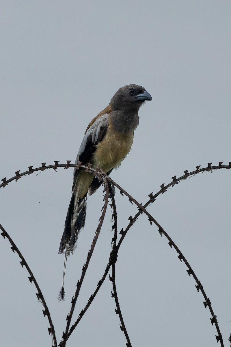 Rufous Treepie - ML638515774