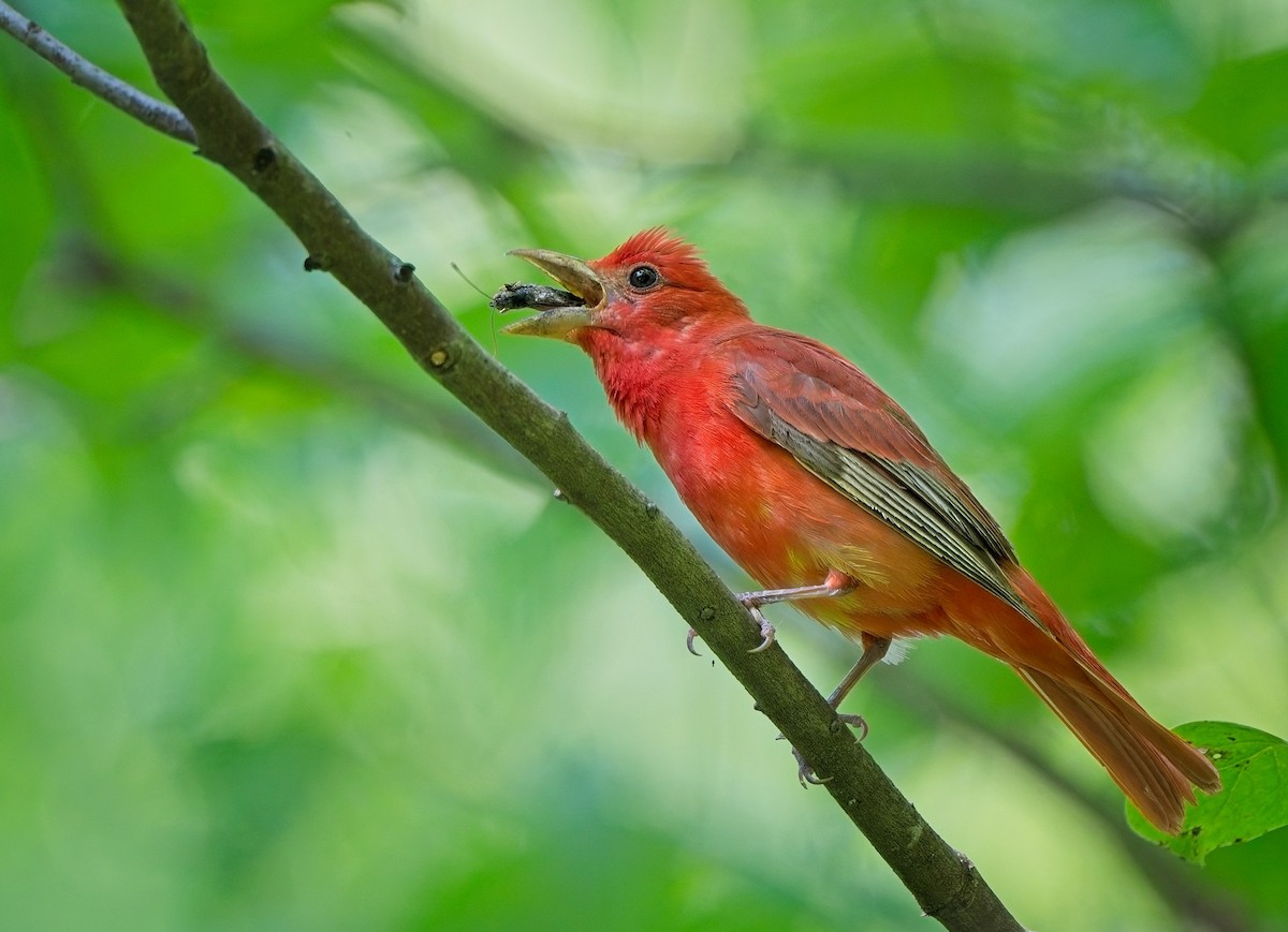 Summer Tanager - ML638515780