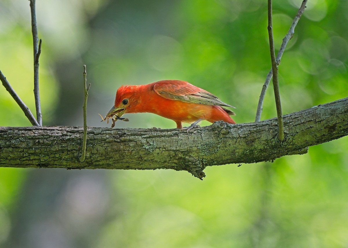Summer Tanager - ML638515781