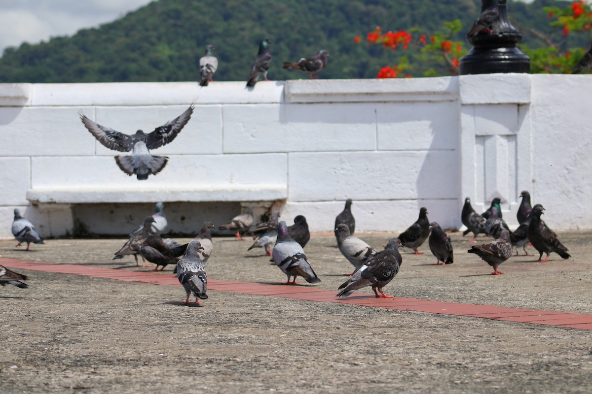 Rock Pigeon (Feral Pigeon) - ML638515785