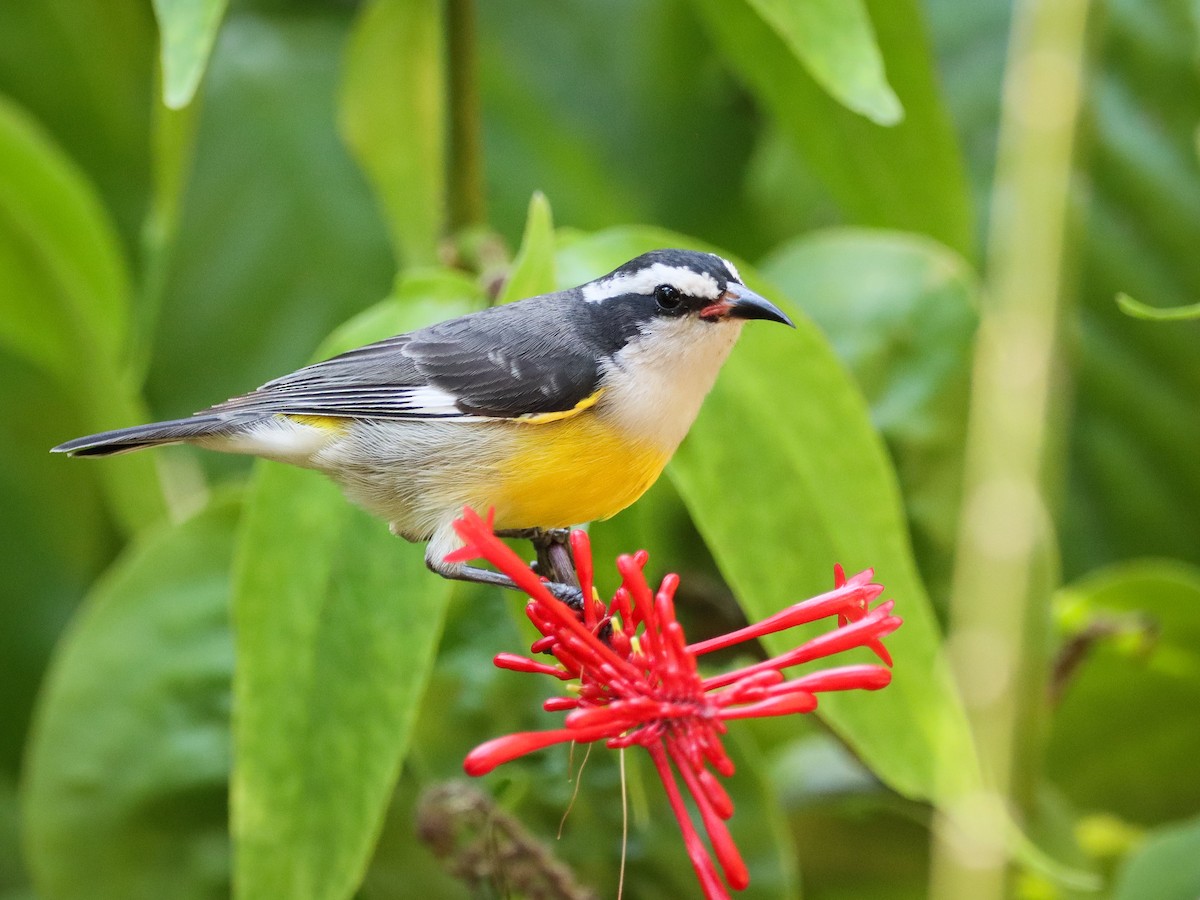 Bananaquit - ML638515795