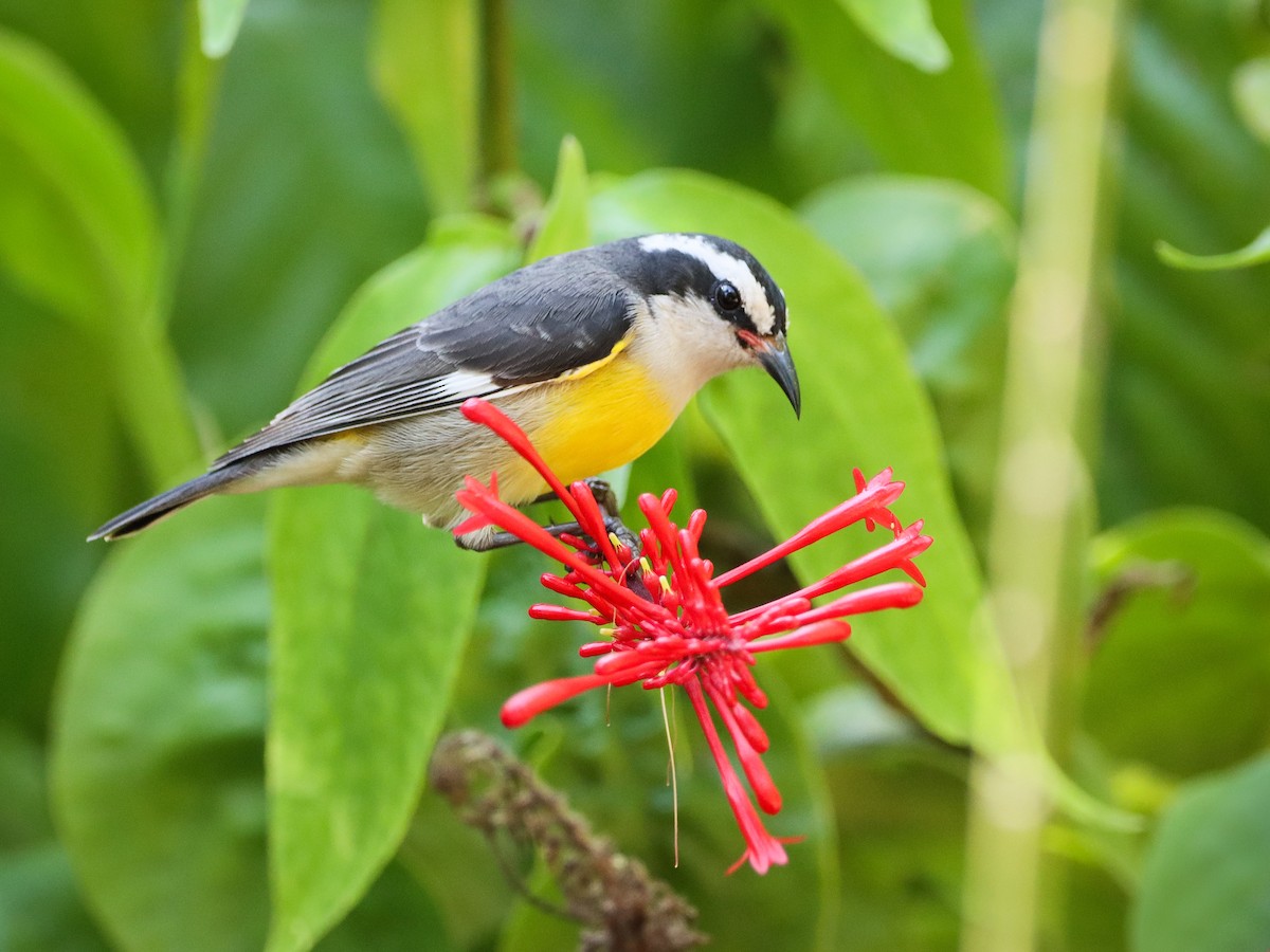 Bananaquit - ML638515797