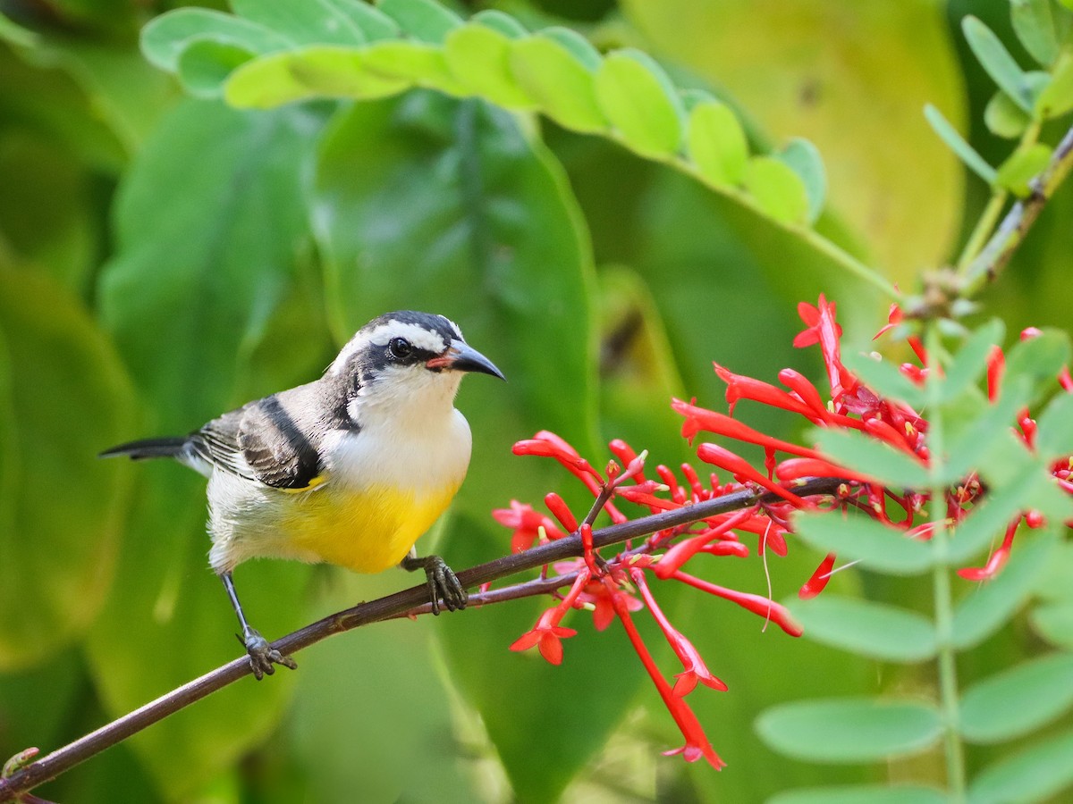 Bananaquit - ML638515798