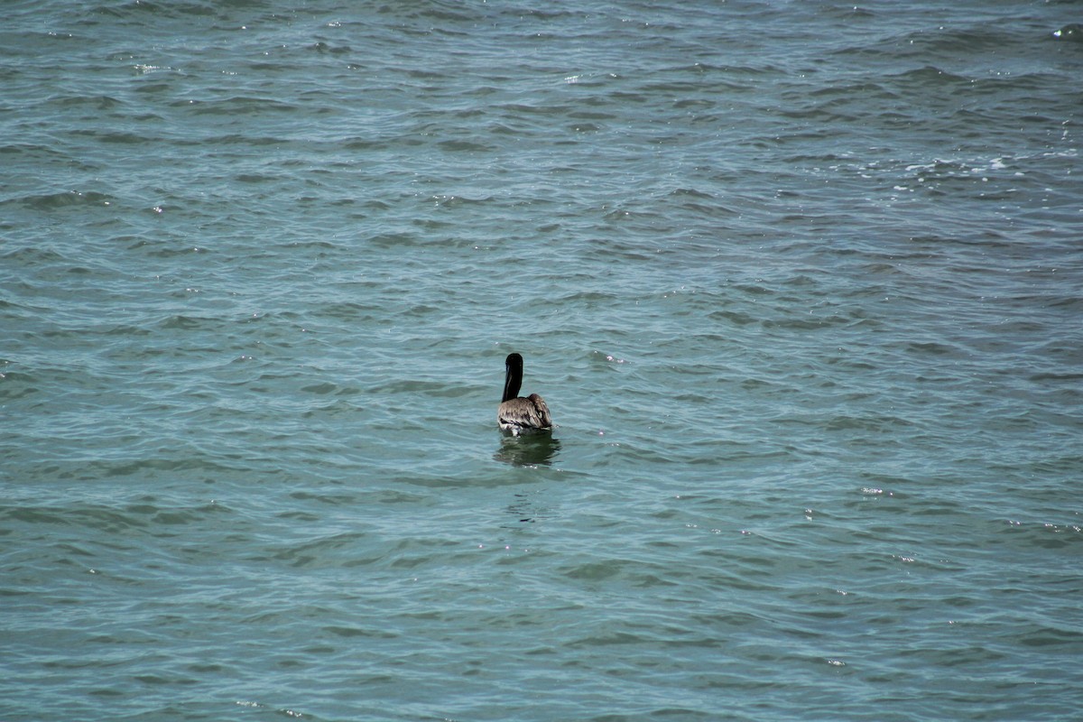 Brown Pelican - ML638515816