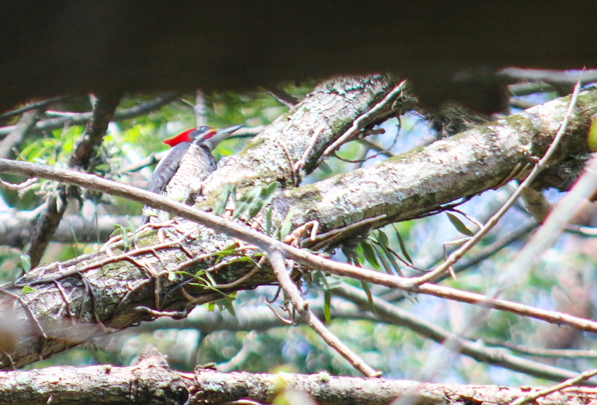 Lineated Woodpecker - ML638515827