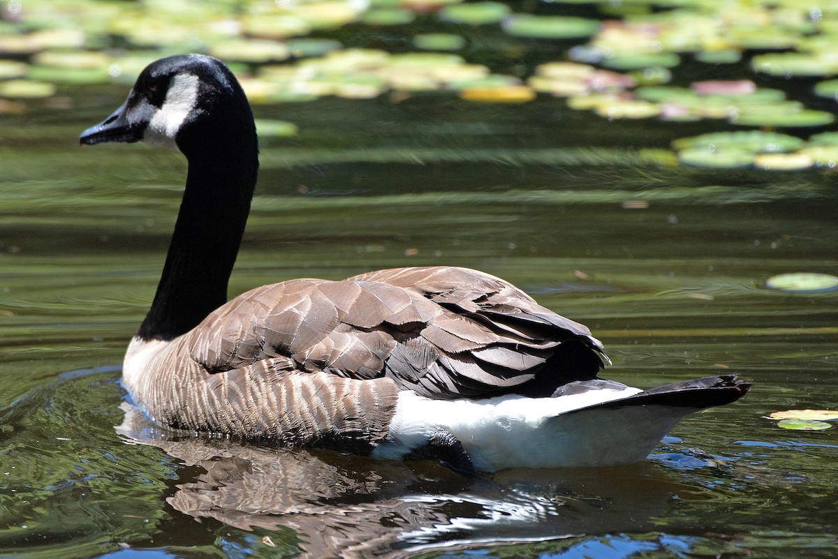 Canada Goose - ML638515841
