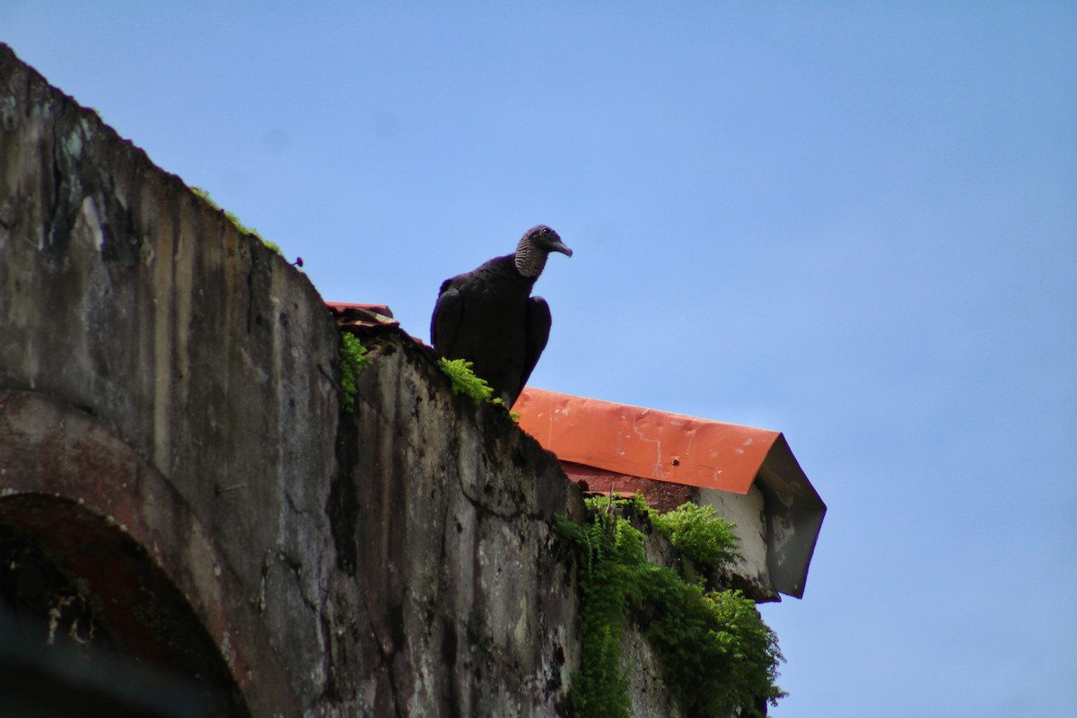 Black Vulture - ML638515845
