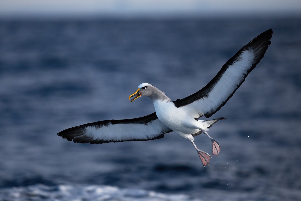 Buller's Albatross - ML638515854