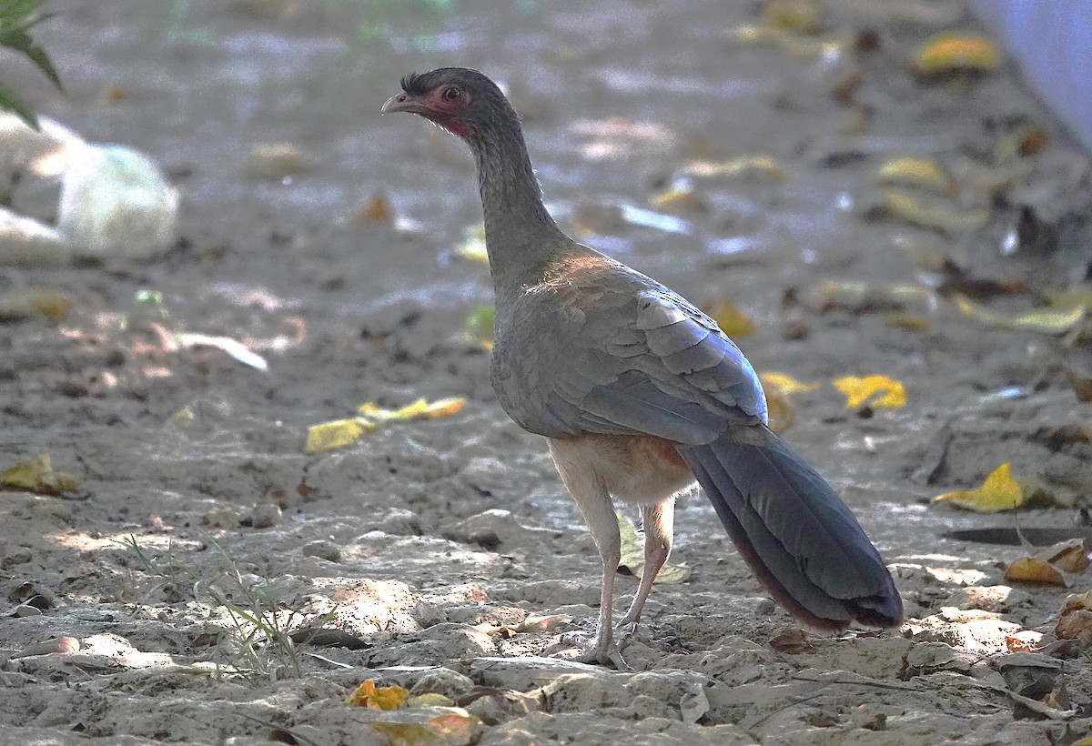 アカオヒメシャクケイ - ML638515861