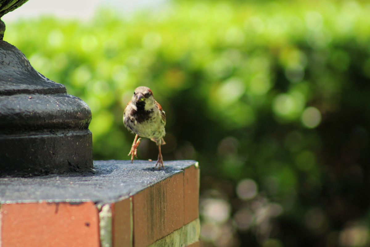 House Sparrow - ML638515903